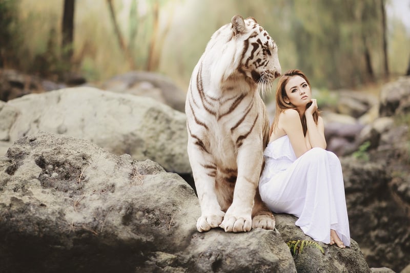 Tiger Safari in India