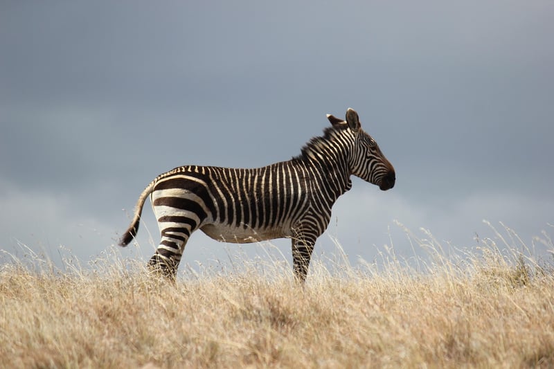 Masai Mara Safari